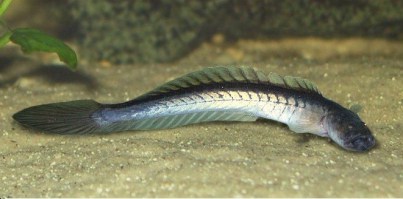 Gobioides Broussonnetii  Drakenkopvis